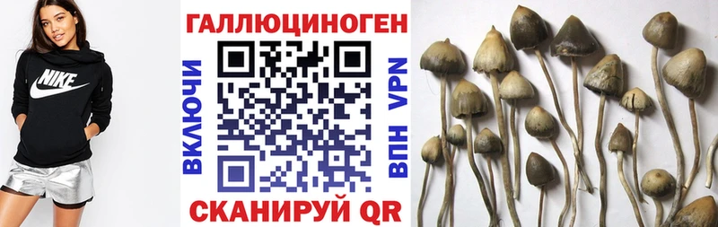 Псилоцибиновые грибы Psilocybine cubensis магазин продажи Владимир